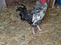 Chickens — photo 2