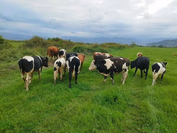 Kuh, Russian Black pied cattle