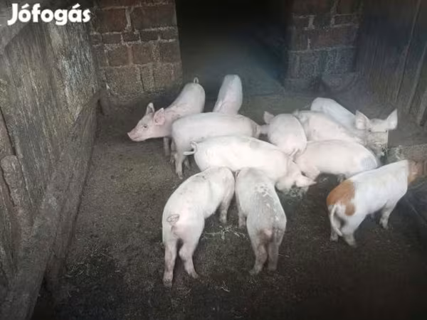 Süldőanya, Sertések — Magyarország
