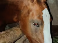 Caballo, Russian Don — foto 3