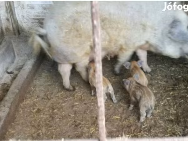 Sow,  — Hungary