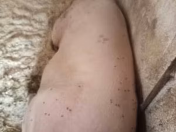 Sow, Pigs — Hungary