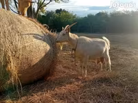 Nőstény kecske, Saanen goat — 2. fotó