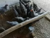 Chickens — photo 4
