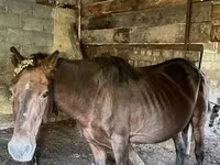 Égua, Cavalos — foto 1