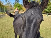 Kůň, Nonius horse — foto 6