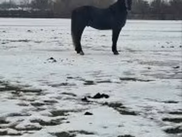Hing, Lipizzaner
