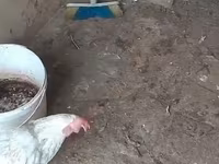 Chickens — zdjęcie 8