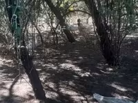 Chickens — photo 3
