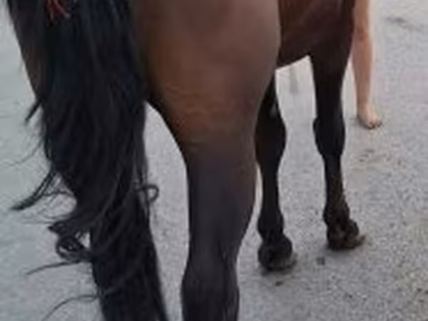 Caballo, Caballos