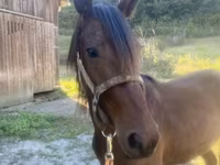 Hing, Rocky Mountain Horse — 2. fotó