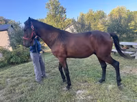 Kůň, Standardbred — foto 2