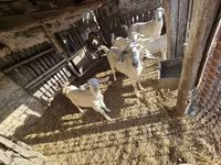 母山羊, Goats — 照片 5