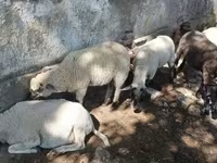 公羊, Tsigai sheep — 照片 1