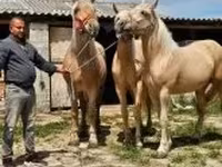 Jument, Chevaux — photo 6