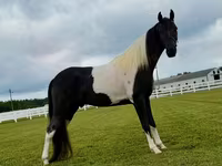 घोड़ा, Tennessee Walking Horse — फ़ोटो 7