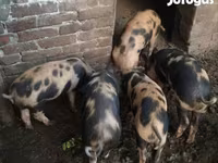公猪, Pigs — 照片 5