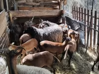 Schaf, Cameroon sheep — Foto 2
