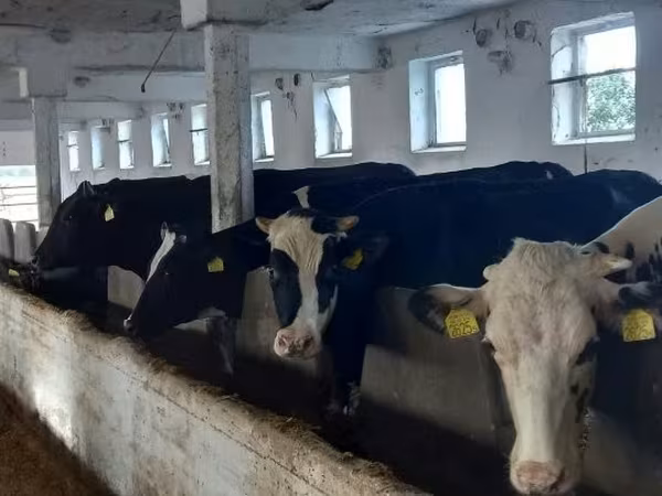 Cow, Russian Black pied cattle — Hungary