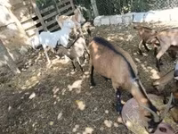 Cabras (lote, sexo no especificado), Cabras — foto 2
