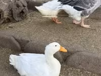 Ducks — फ़ोटो 1