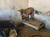 Cabra, Cabras — foto 4