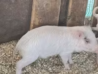 公猪, Pigs — 照片 2