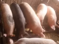Sow, Pigs — photo 6