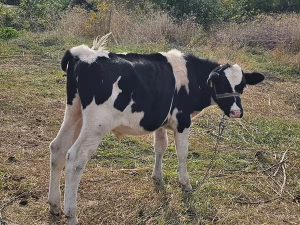 Býk, Russian Black pied cattle