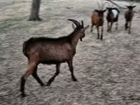 公山羊, Alpine goat — 照片 2