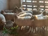 母羊, Racka sheep — 照片 3