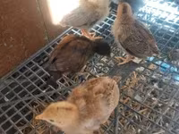 Chickens — 照片 1