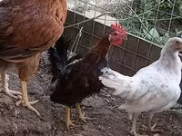 Chickens — Foto 1