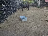 Caballo, Caballos — foto 1