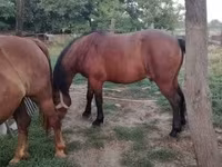 Mare, Horses — photo 2