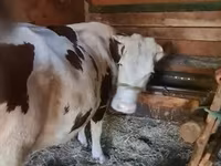 Vaca, Vaca Limousin — foto 2