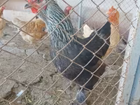 Brahma — foto 6