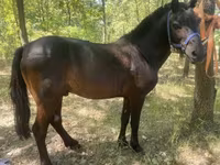घोड़ा, Indian half-bred — फ़ोटो 2