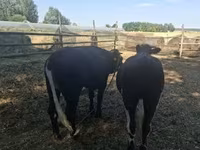 Vaca, Ganado vacuno — foto 1
