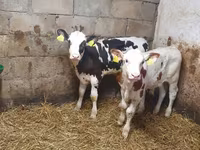 公牛, Simmental cattle — 照片 2