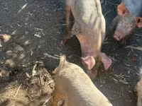 Boar, Крупная белая — photo 2