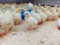 Chickens — photo 2