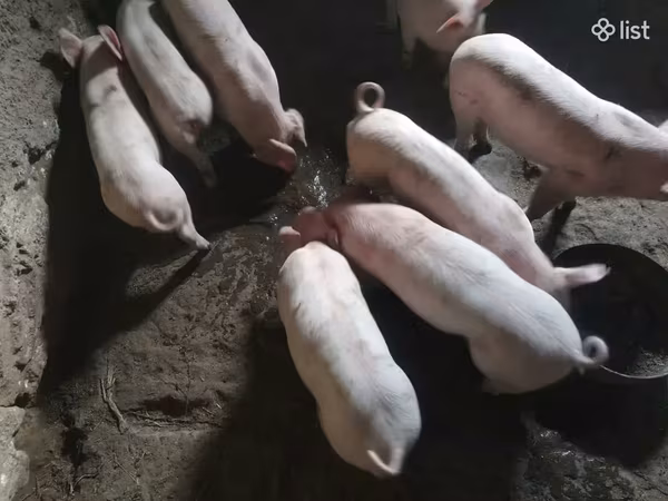 Sow, Дюрок