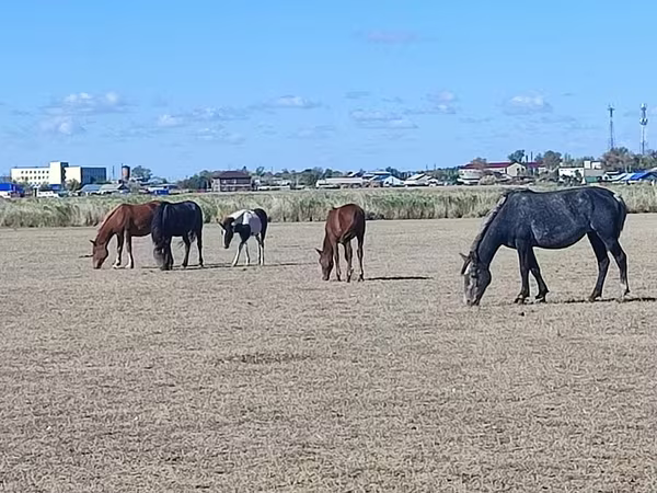 Madyan, Horse breed