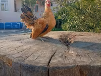 سيراما — الصورة 2