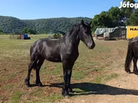 Hengst, Friesian — Foto 1