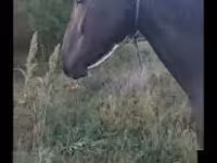 母马, Nonius horse — 照片 1