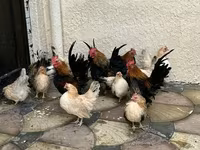 Chickens — 2-сурет