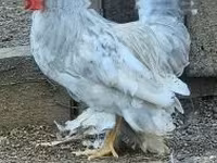 Chickens — फ़ोटो 6