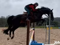 Hing, Belgian warmblood horse — 2. fotó